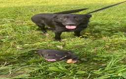 Mixed Breed dogs for sale: Puppies - Image 10