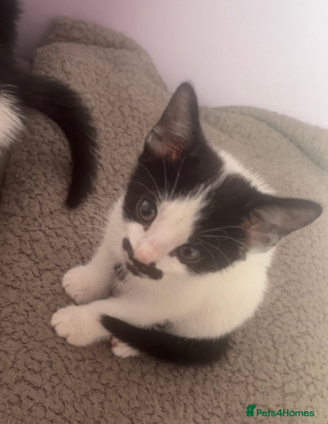 American Shorthair cats for sale: Unique markings tuxedo and all black kittens  - Image 9