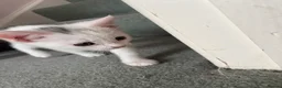 Mixed Breed cats for sale: White kittens - Advert 2