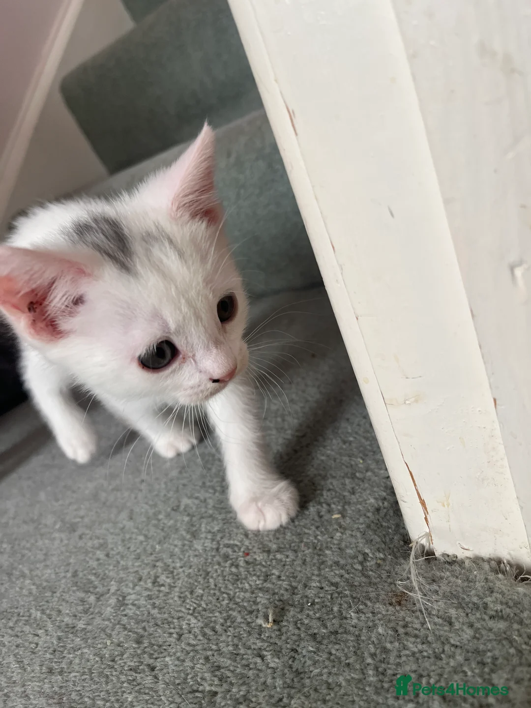 Mixed Breed cats for sale: White kittens - Advert 2