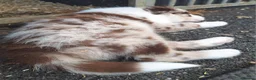 Border Collie dogs for sale: Beautiful fluffy Collie Pups for Sale - Advert 3