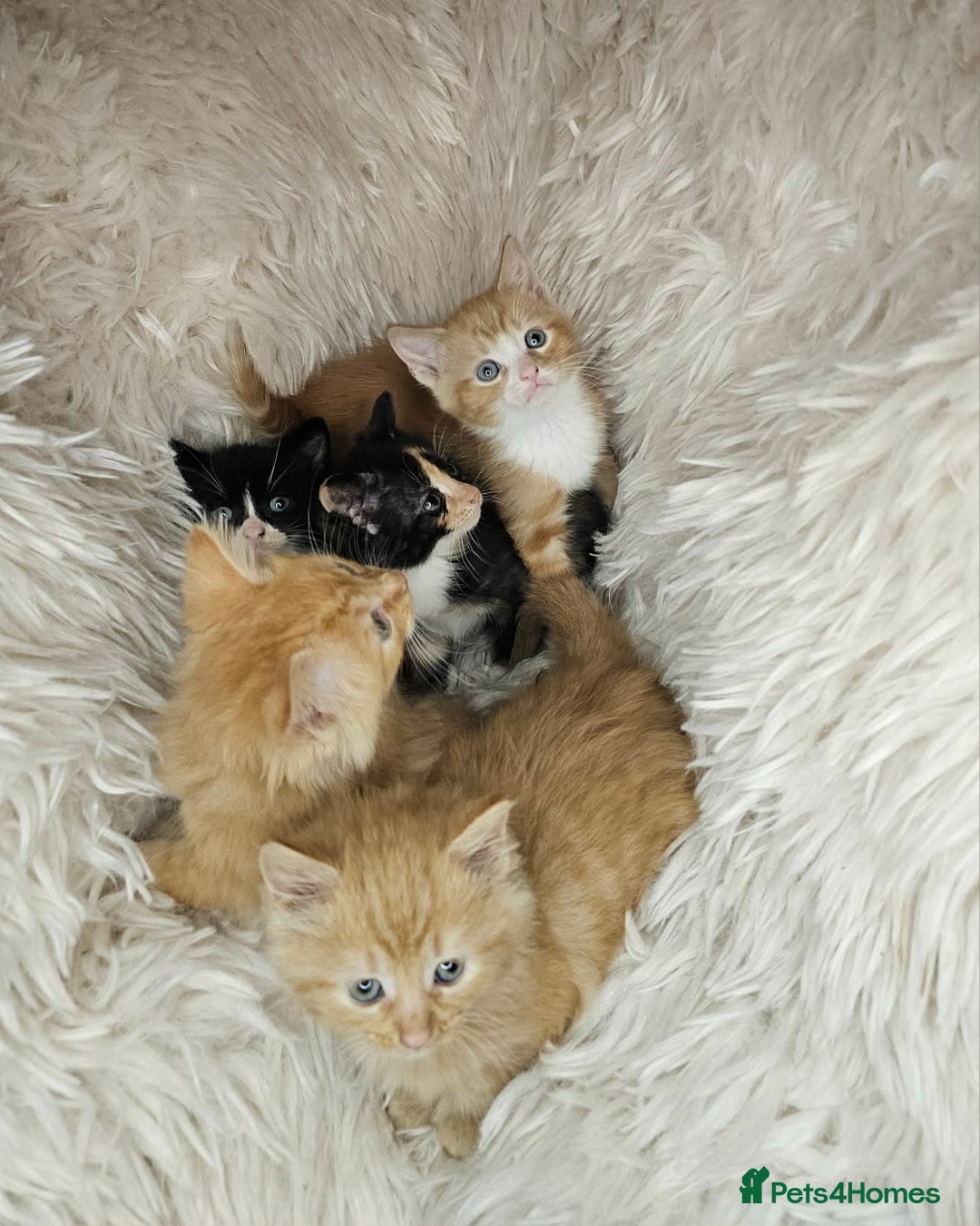 Mixed Breed cats for sale: 5 very beautiful kittens  - Advert 2