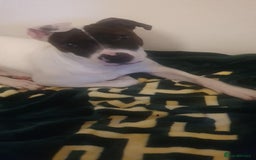 Mixed Breed dogs for sale: For sale  - Image 1