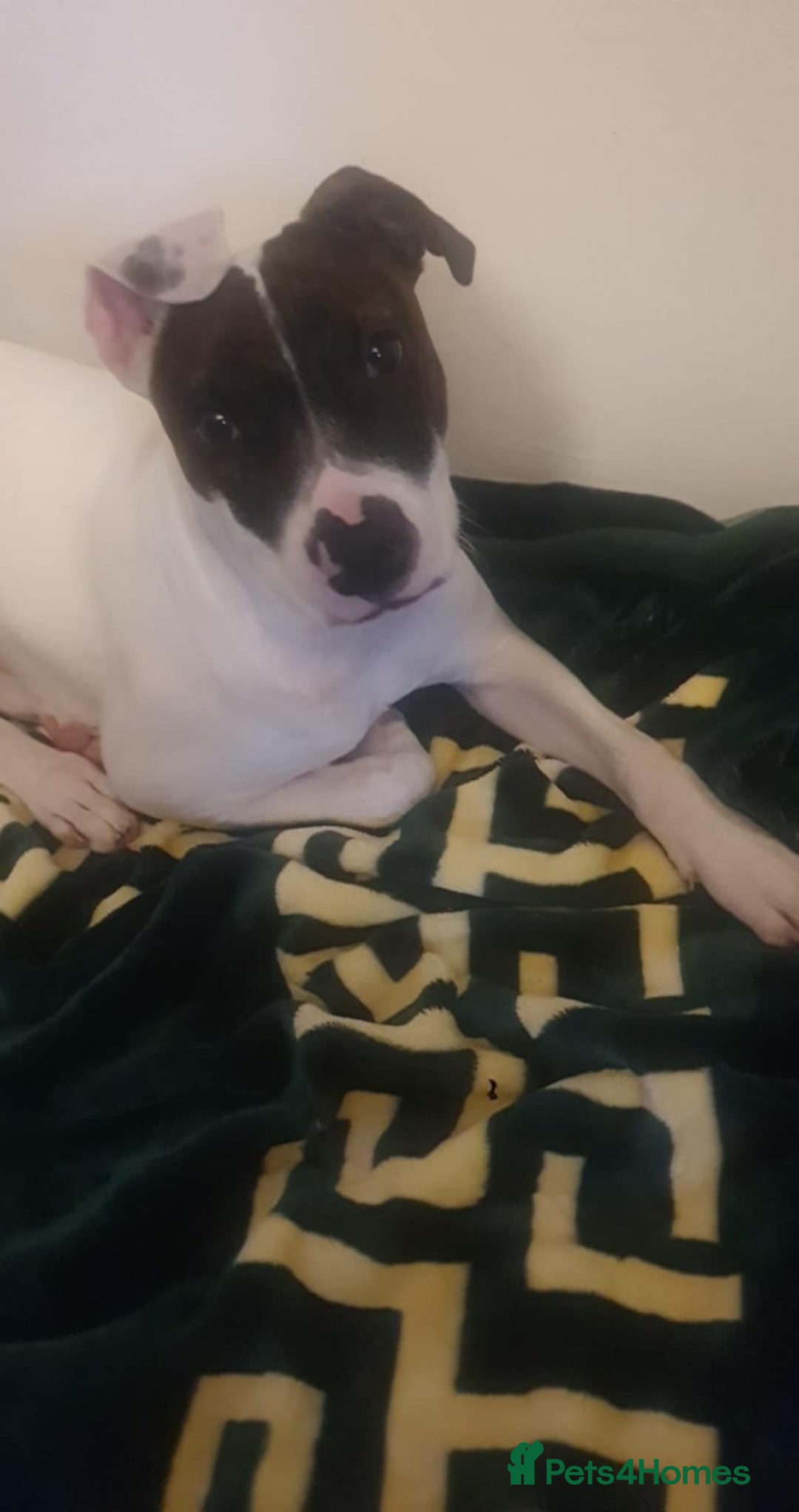 Mixed Breed dogs for sale: For sale  - Image 1