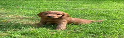 Cockapoo dogs for sale: F1 Cockapoo puppies - Advert 6