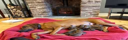 Rhodesian Ridgeback dogs for stud: Hips 1/1, Elbows 0/0 JME, DM, MH, EOAD, IVA Clear - Advert 4