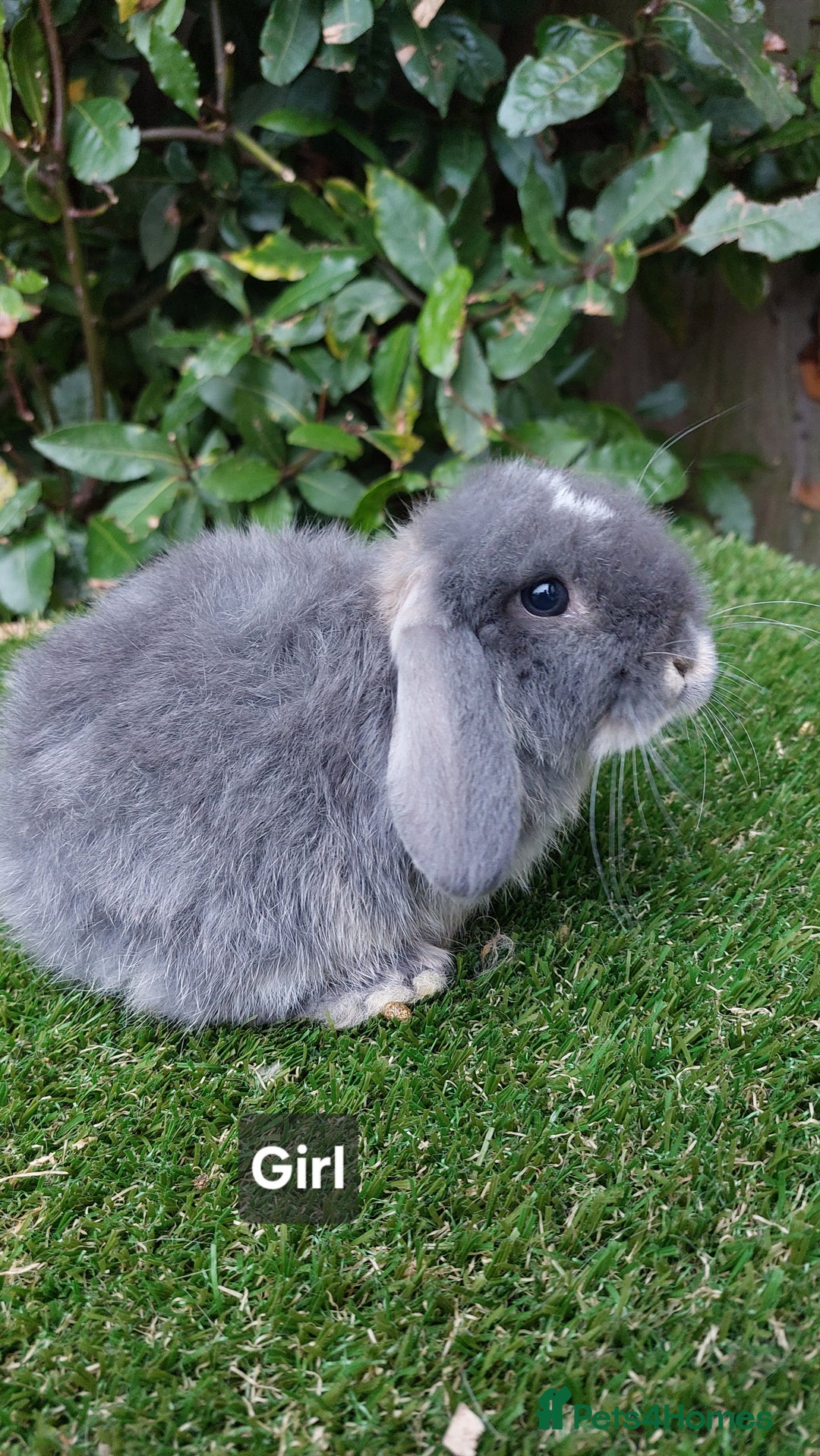 Mini Lop rabbits for sale: Adorable mini lop baby rabbits ready now - Advert 10
