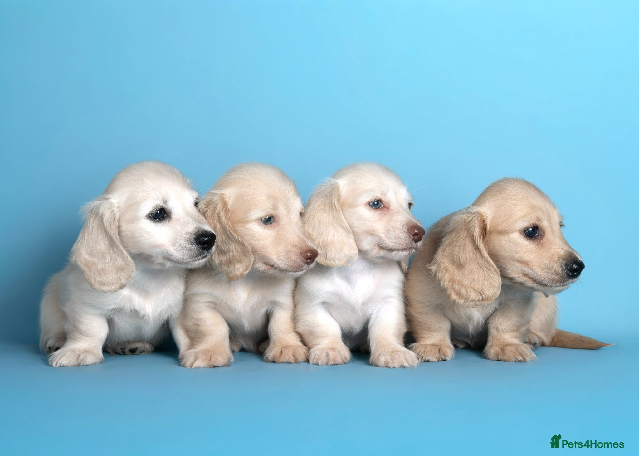 Miniature Dachshund dogs Cream Longhaired Miniature Dachshund - Advert 2