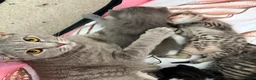 British Shorthair cats for sale: Two girls left looking for their forever homes  - Advert 7