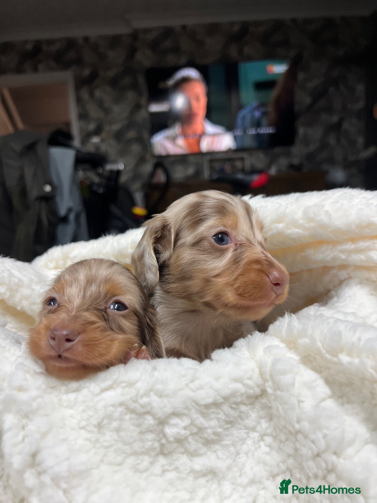 Miniature Dachshund dogs Tiny KC Long Haired Dachshunds  Chocolate & Dapple - Advert 2