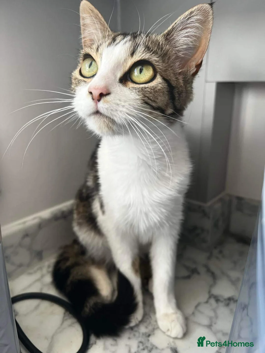 Mixed Breed cats for sale: Bonded pair of female cats - Advert 10