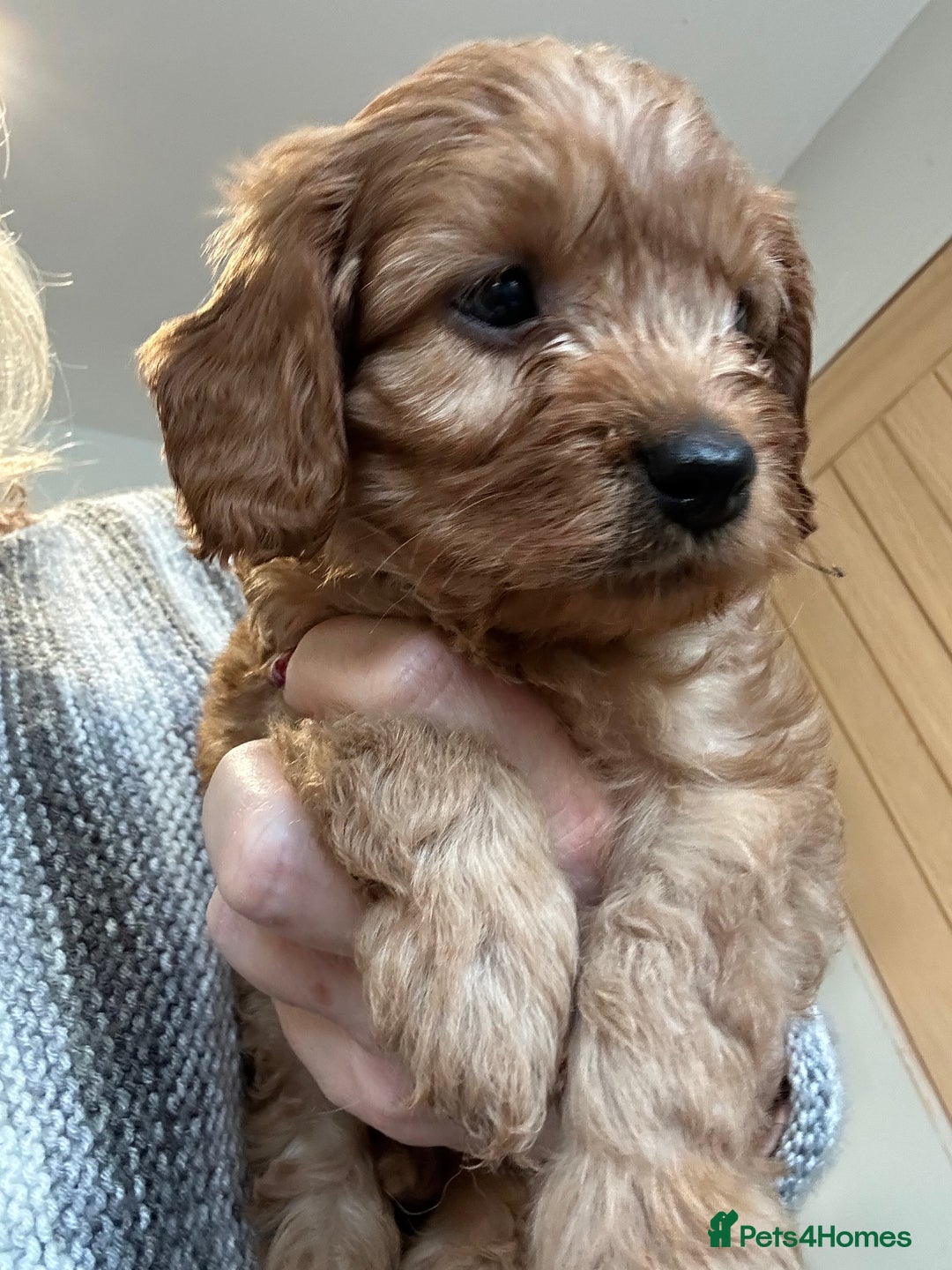 Cavapoo dogs for sale: Cavapoo puppies - Advert 1