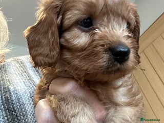 Cavapoo dogs Cavapoo puppies - Advert 1