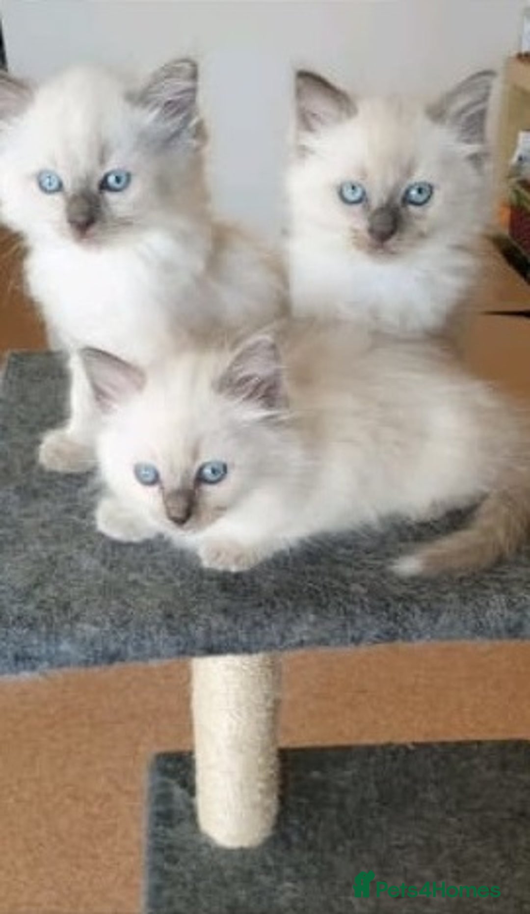Ragdoll cats for sale: Adorable Fluffy Ragdoll Babies  Loving Homes! 🏡💖 - Advert 3