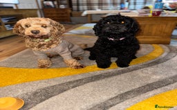 Cockapoo dogs for sale: Gorgeous Cockapoos for sale - Image 9