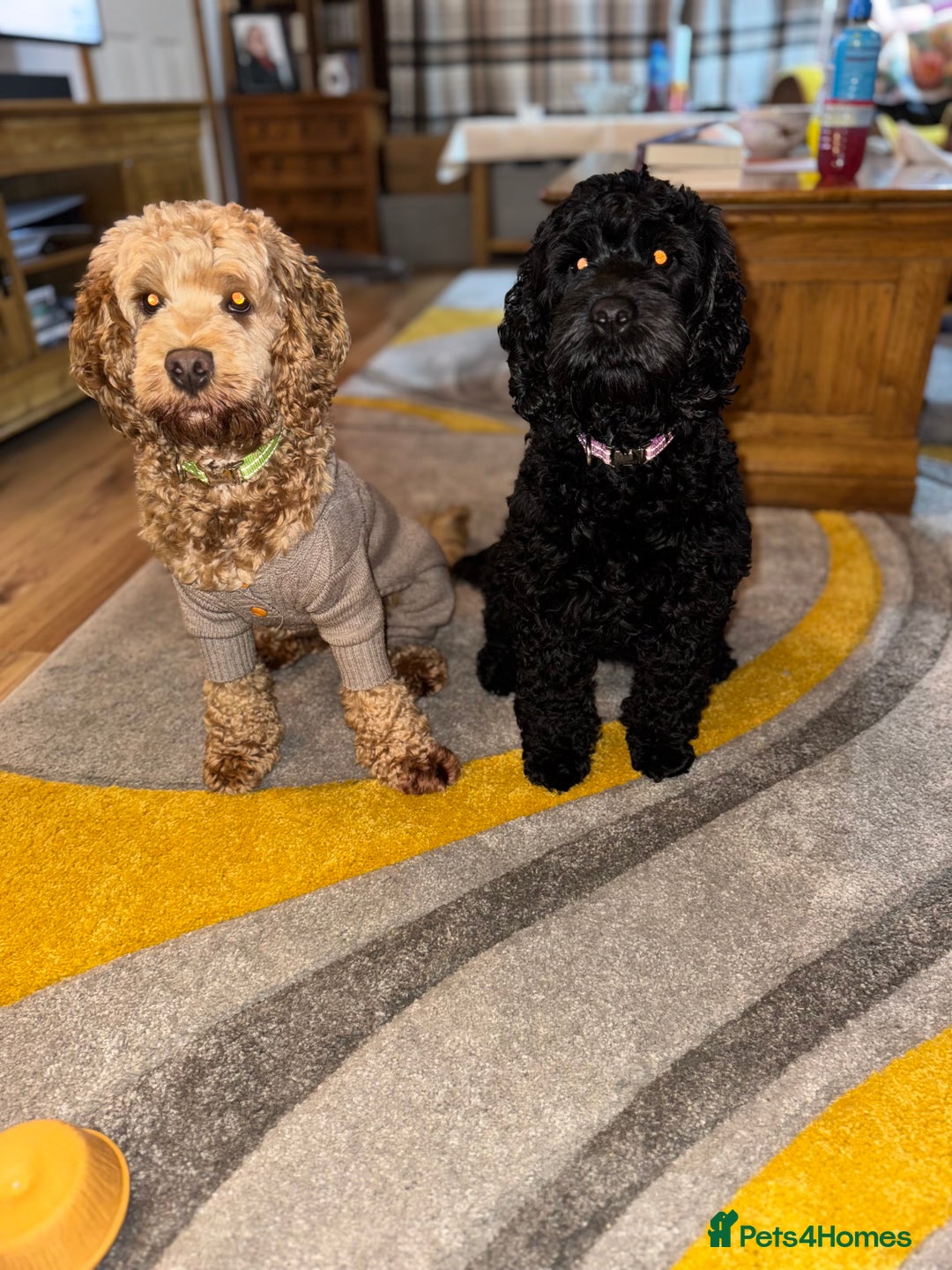 Cockapoo dogs for sale: Gorgeous Cockapoos for sale - Image 9