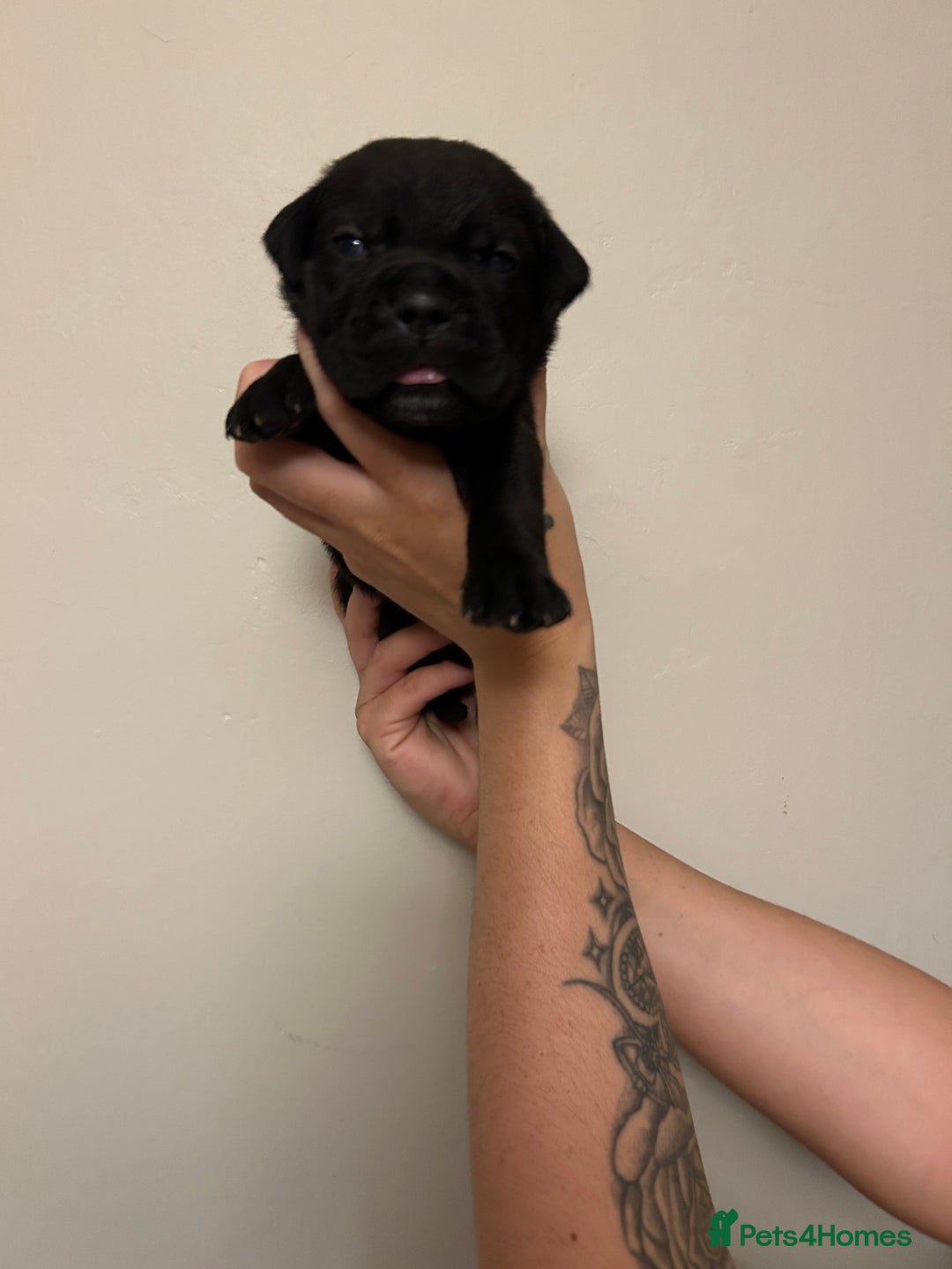 Cane Corso dogs for sale: Cane corso puppies  - Image 11