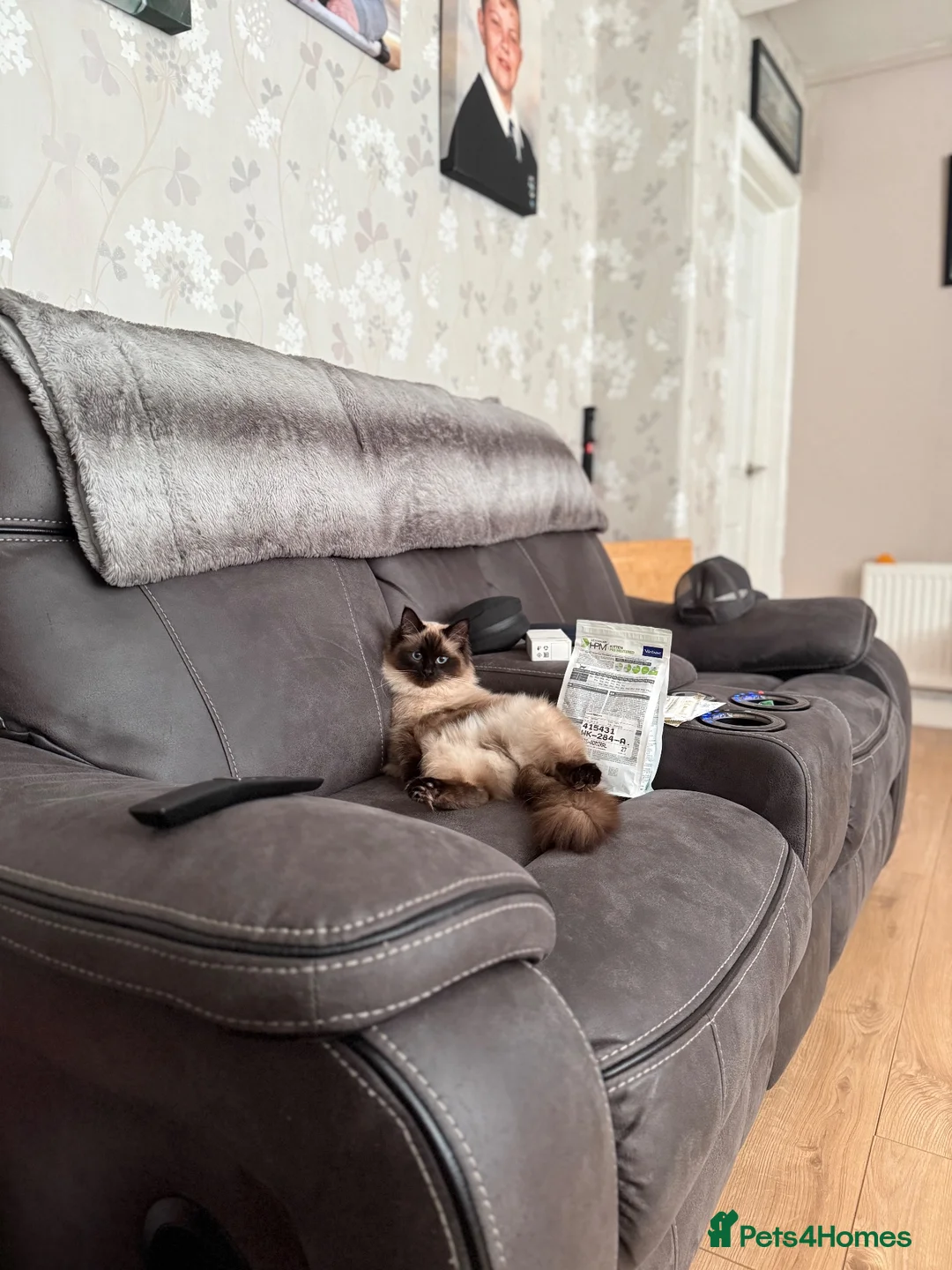 Ragdoll cats for sale: 1 year old ragdoll for re-homing - Advert 5