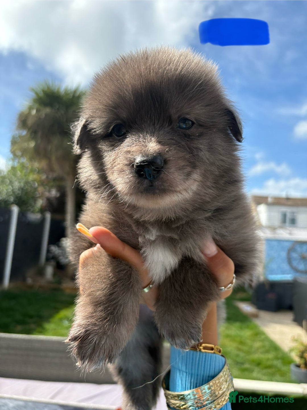 Mixed Breed dogs for sale: The most amazing pomsky  x german shepherd babies  - Image 6