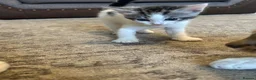 Mixed Breed cats for sale: Mixed breed girls kittens - Advert 11