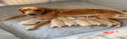 Golden Retriever dogs for sale: KC registered golden retriever puppies - Advert 29