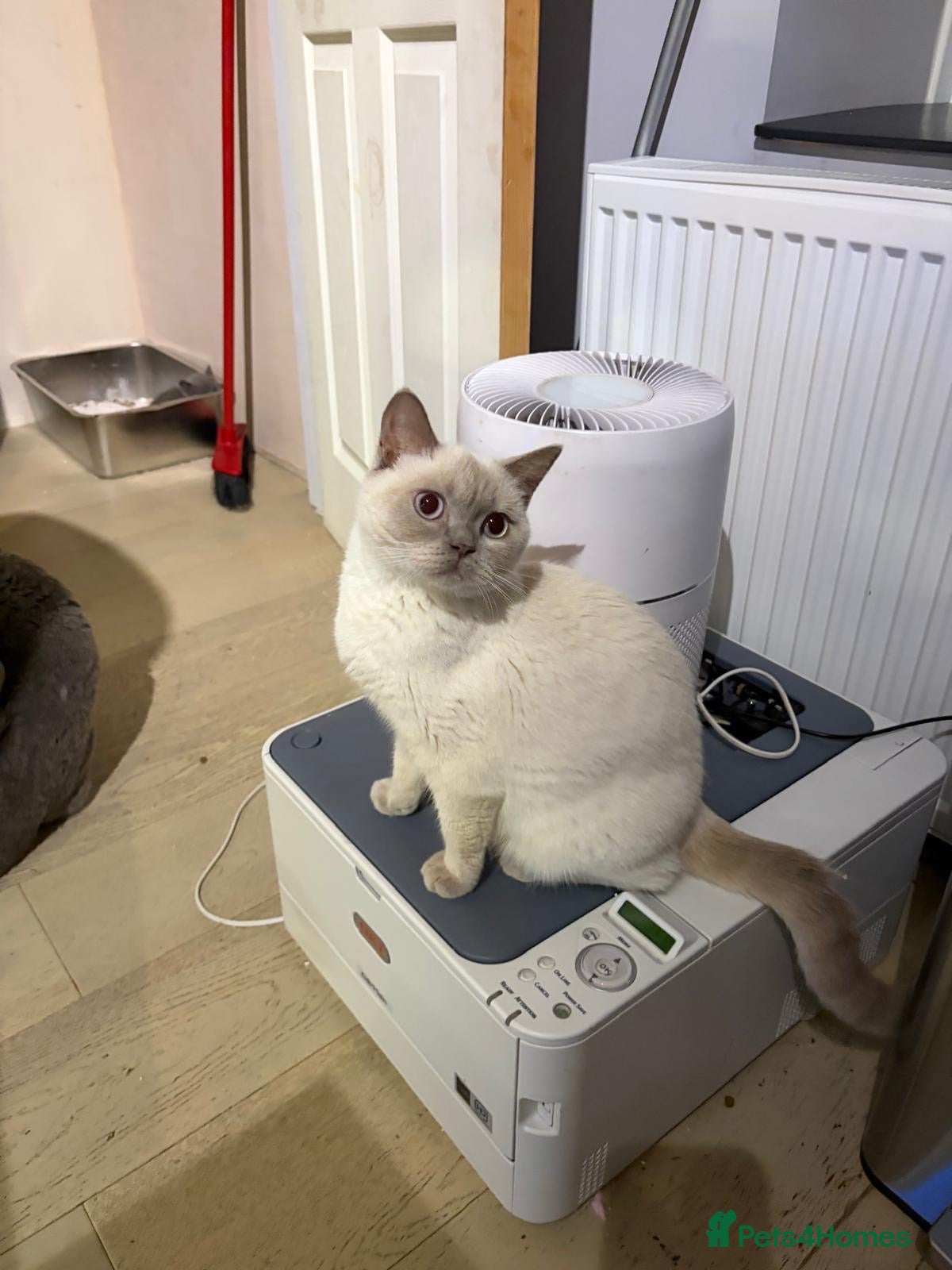 British Shorthair cats for sale: Beauty Blue British Shorthair champion bloodline - Advert 2