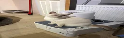 British Shorthair cats for sale: Beauty Blue British Shorthair champion bloodline - Advert 1