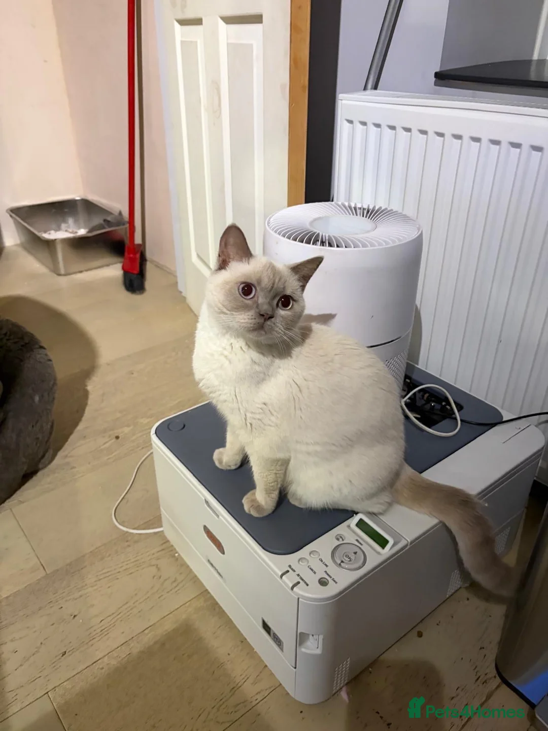 British Shorthair cats for sale: Beauty Blue British Shorthair champion bloodline - Advert 1