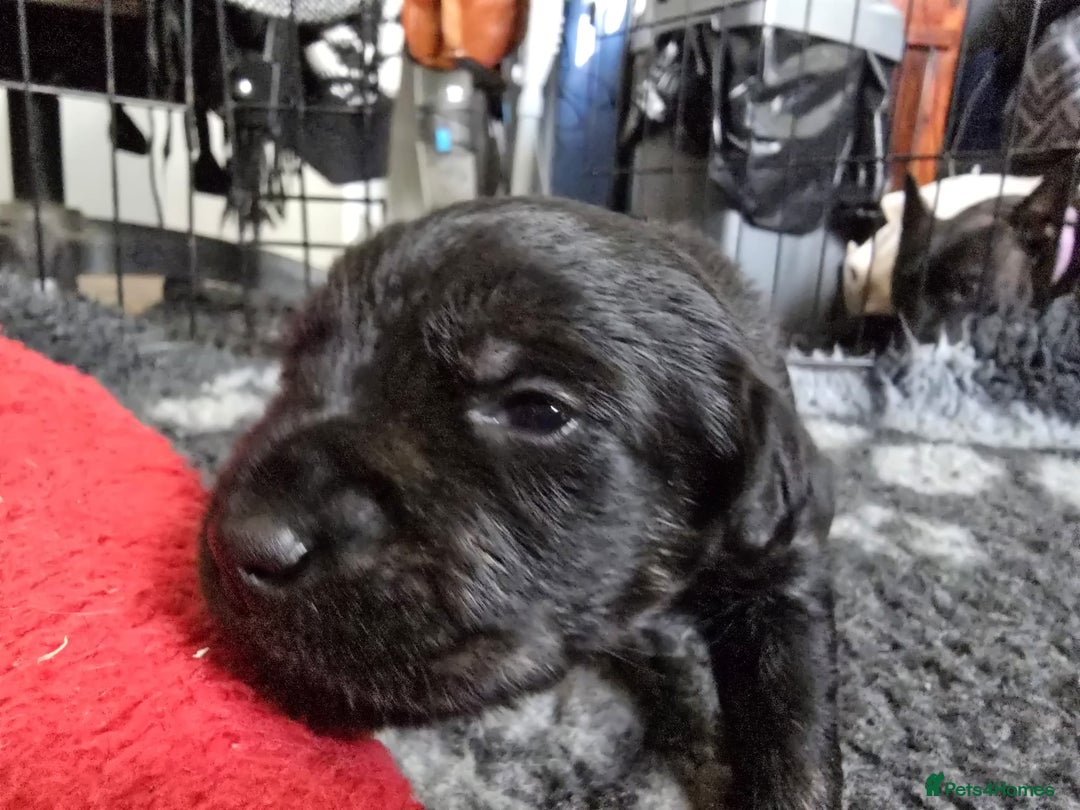 Mixed Breed dogs for sale: 8 Beautiful Puppies Looking for Forever Homes! - Advert 8