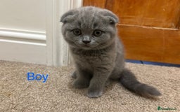 Scottish Fold cats for sale: Scottish Fold kitten  - Image 8