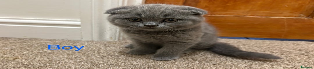 Scottish Fold Kitten 1