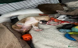 Mixed Breed dogs for sale: Staffy x Australian Kelpie  - Image 40