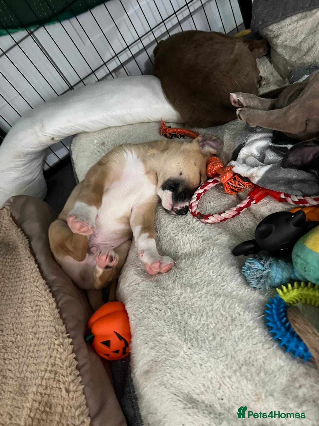 Mixed Breed dogs for sale: Staffy x Australian Kelpie  - Image 40