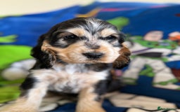 Cocker Spaniel dogs for sale: Last 2 boys fully vaccinated health checked  - Image 24