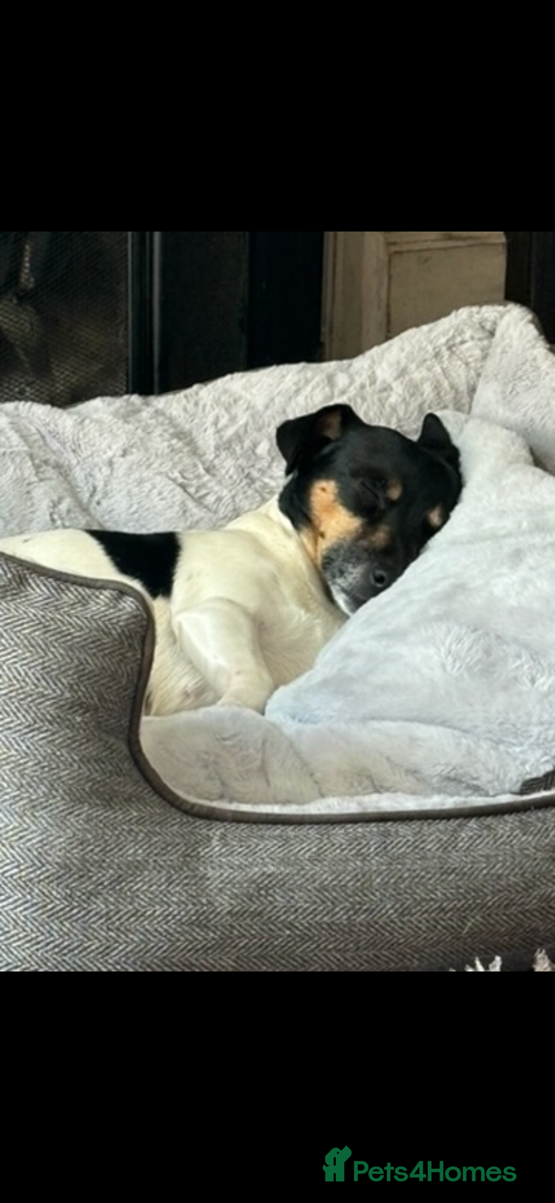 Jack Russell dogs for sale: Short legged Jack Russell puppies - Advert 5