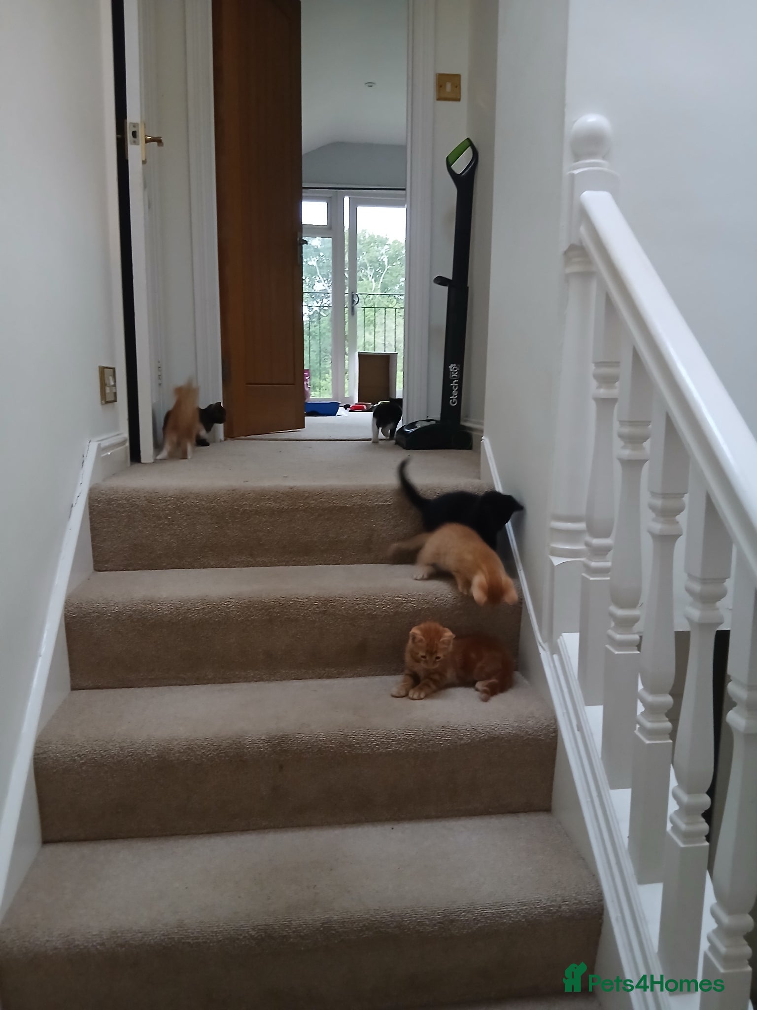 Mixed Breed cats for sale: 5 beautiful kittens - Advert 7