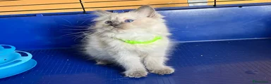 Ragdoll 4 - Light Green boy