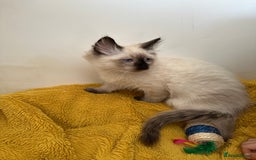 Siamese cats for sale: 1 beautiful ragdoll/siamese boy left - Image 3