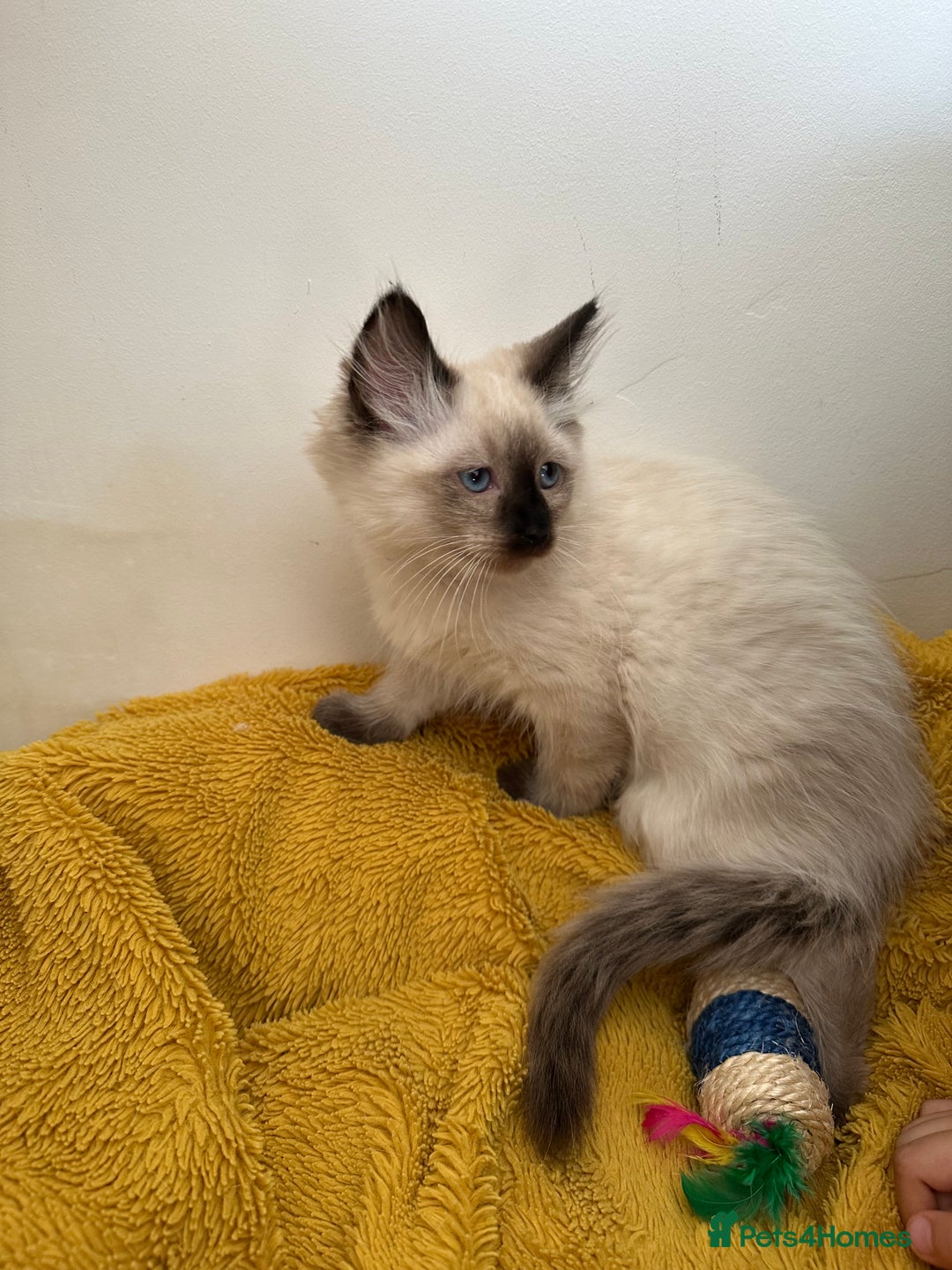 Siamese cats for sale: 1 beautiful ragdoll/siamese boy left - Image 3
