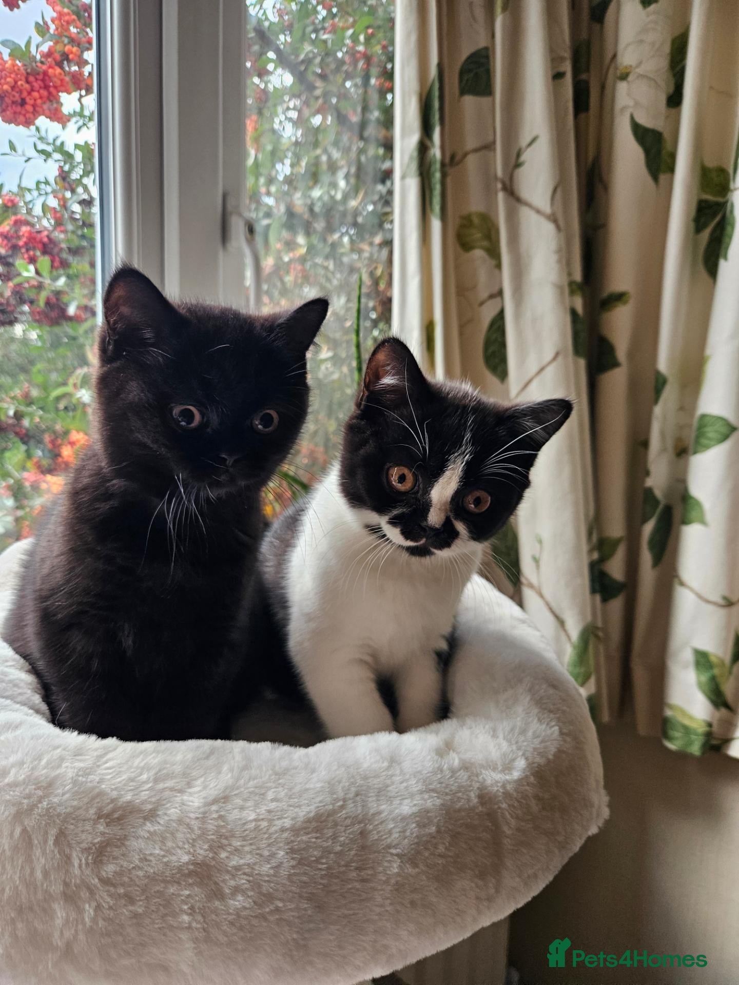 British Shorthair cats Smoke British shorthair kittens rare colours  - Advert 1