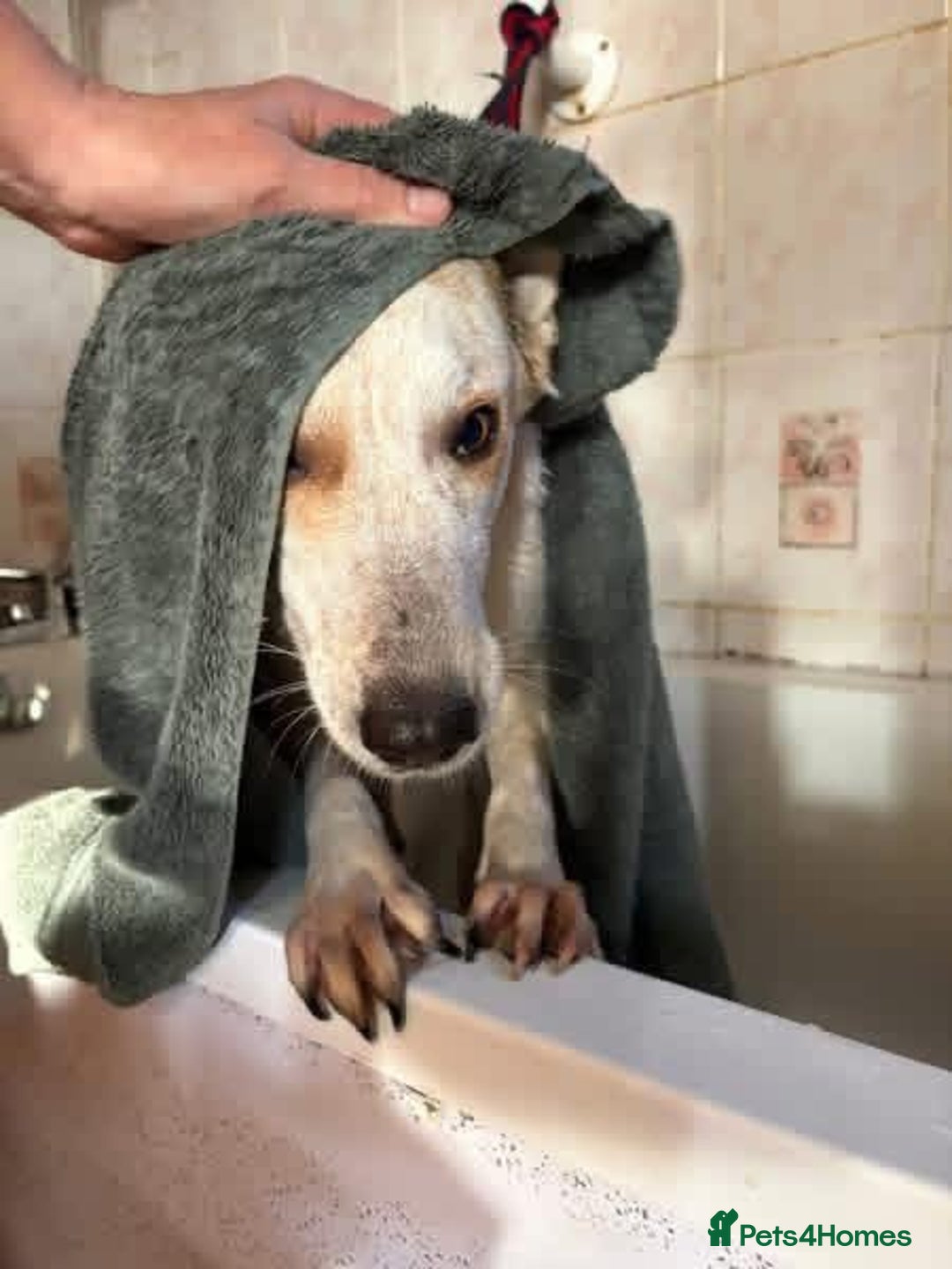 Mixed Breed dogs for adoption: Trinity - Norwich Norfolk  - Advert 6