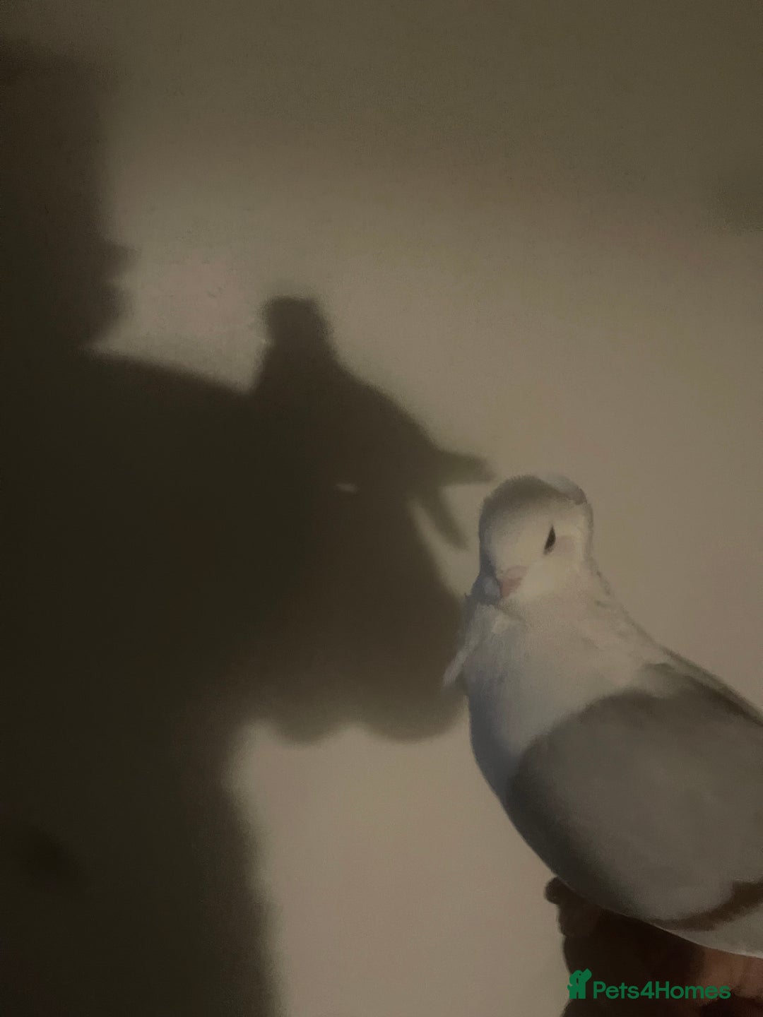 Pigeons birds for sale: I’ve got a hand raised German owl pigeon  - Image 2