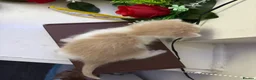 Mixed Breed cats for sale: 6 Adorable Male Kittens – 2 Ginger & 4 Beige - Advert 13