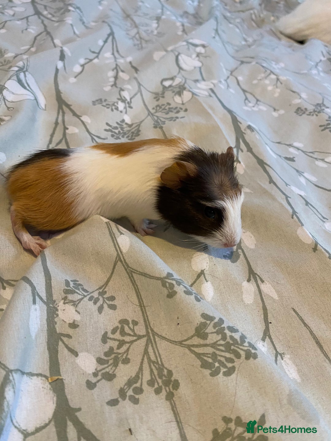 Guinea Pig rodents for sale: Guinea pigs  - Image 16