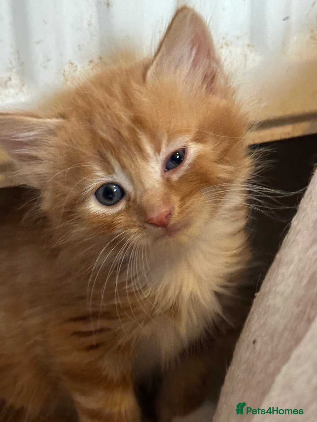 Mixed Breed cats for sale: Beautiful litter off kittens  - Image 33