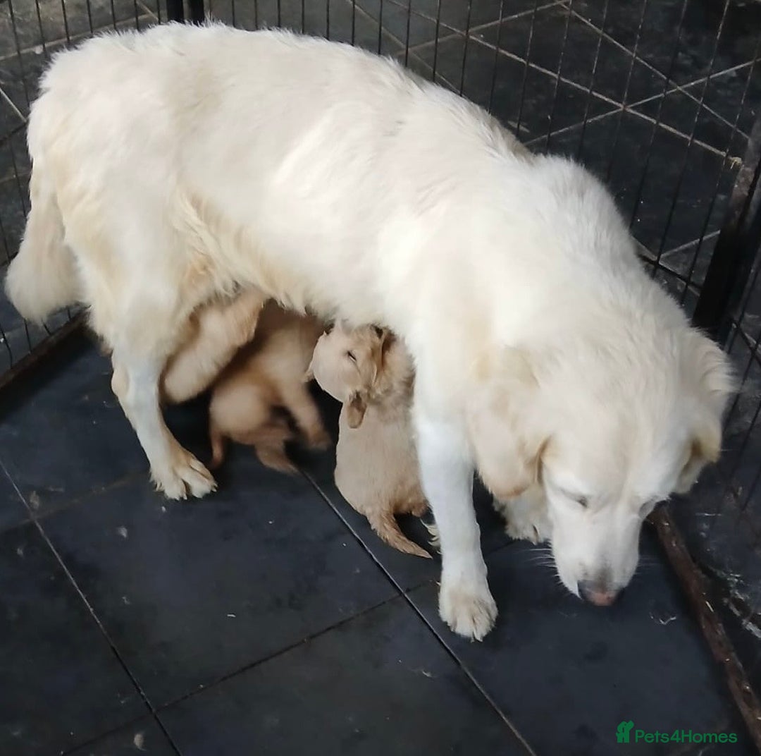 Golden Retriever dogs for sale: KC Registered Golden Retriever Pups - Image 8