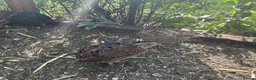 Quail poultry for sale: Courtnix quails in Ipswich - Advert 7