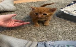 Mixed Breed cats for sale: Mixed breed Boys - Image 6