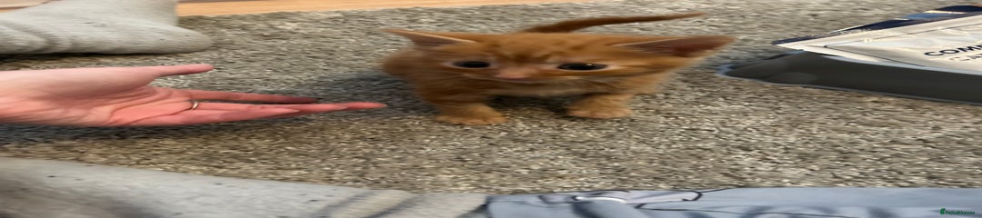 Mixed Breed Kitten 2