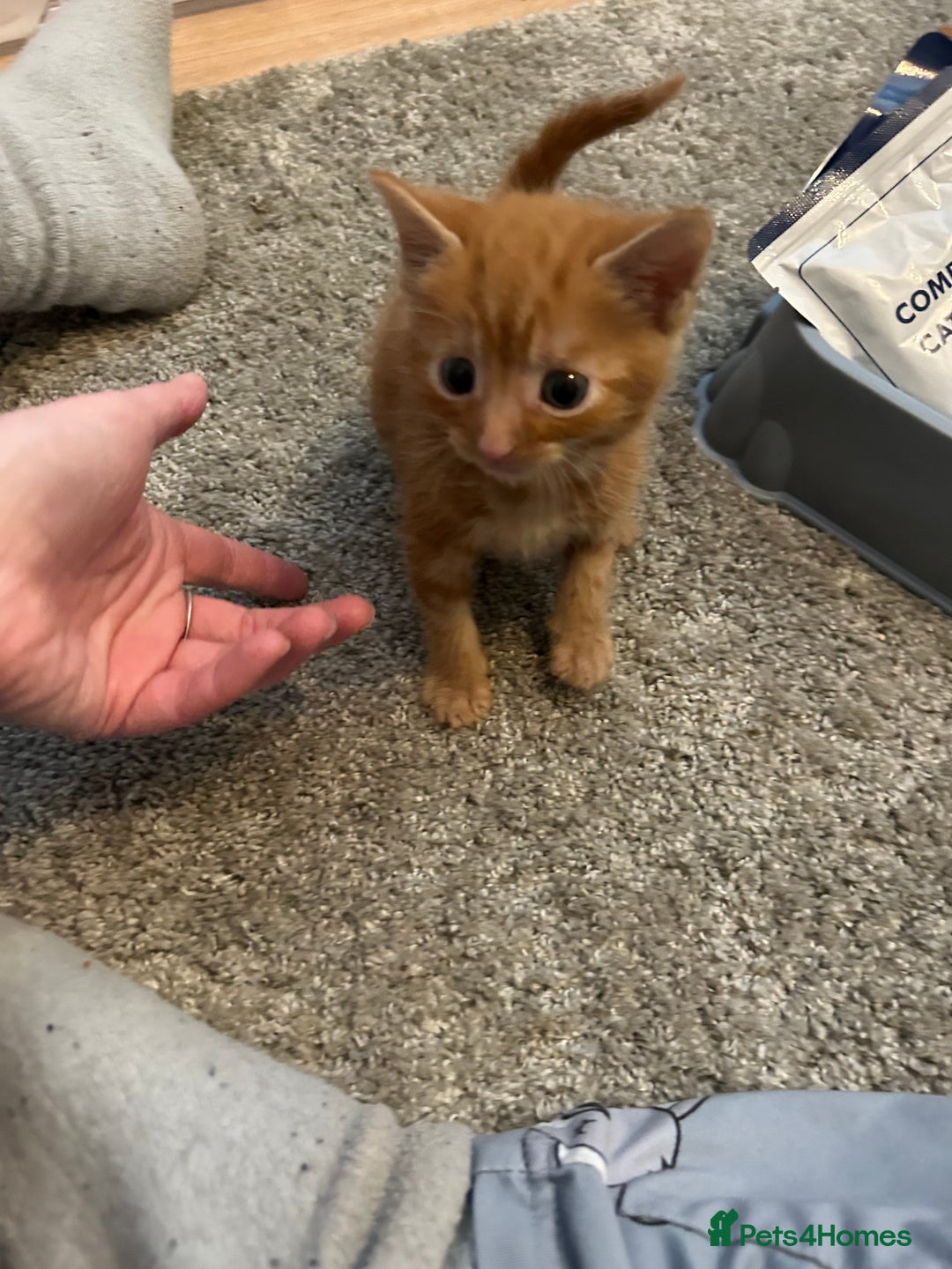 Mixed Breed cats for sale: Mixed breed Boys - Image 6